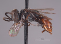 Image of Tachysphex huchiti