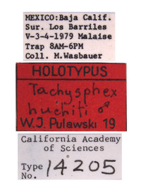 Tachysphex huchiti image