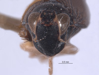 Youngolidia hasta image