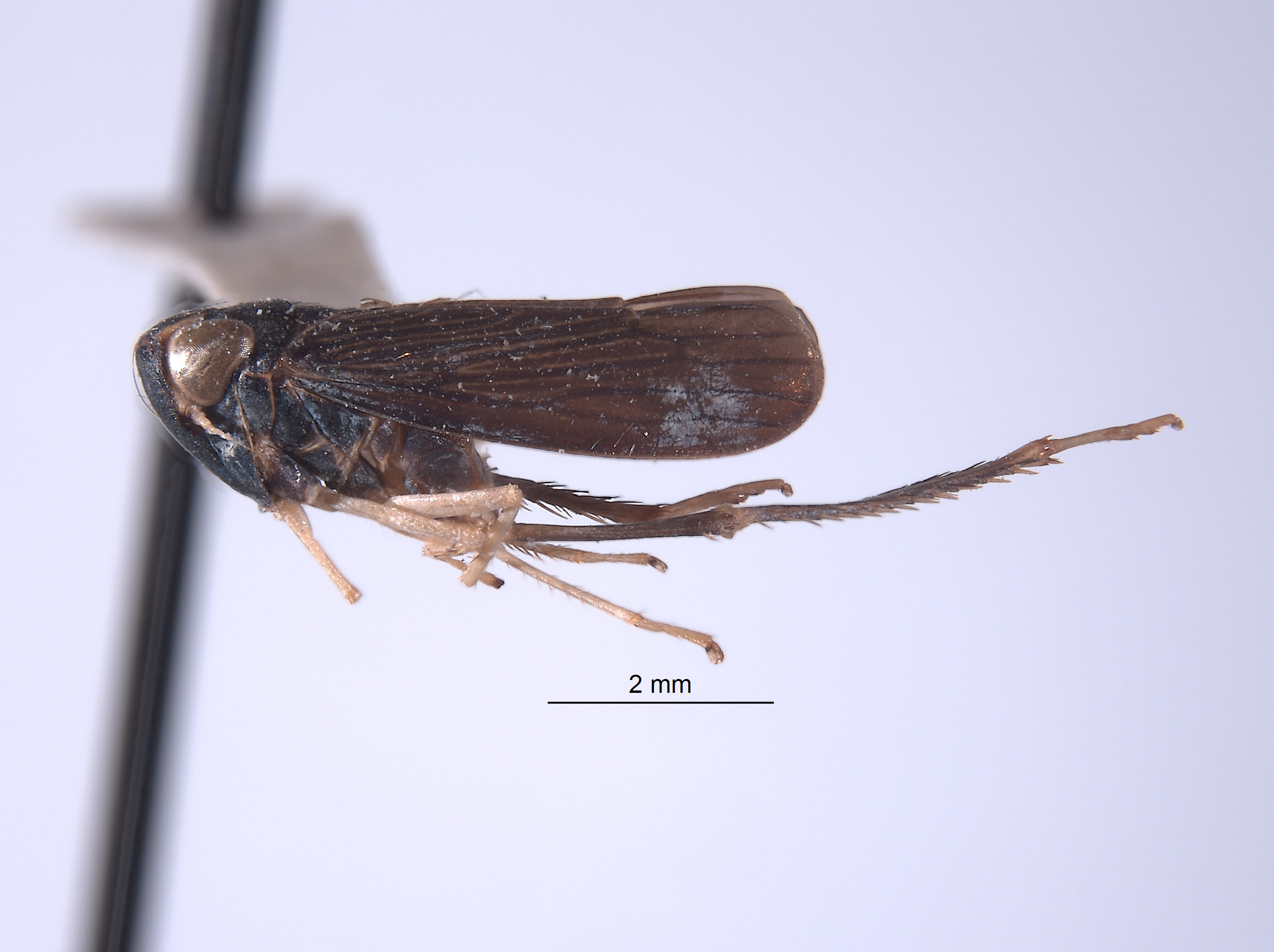 Youngolidia hasta image