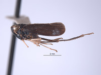 Youngolidia hasta image