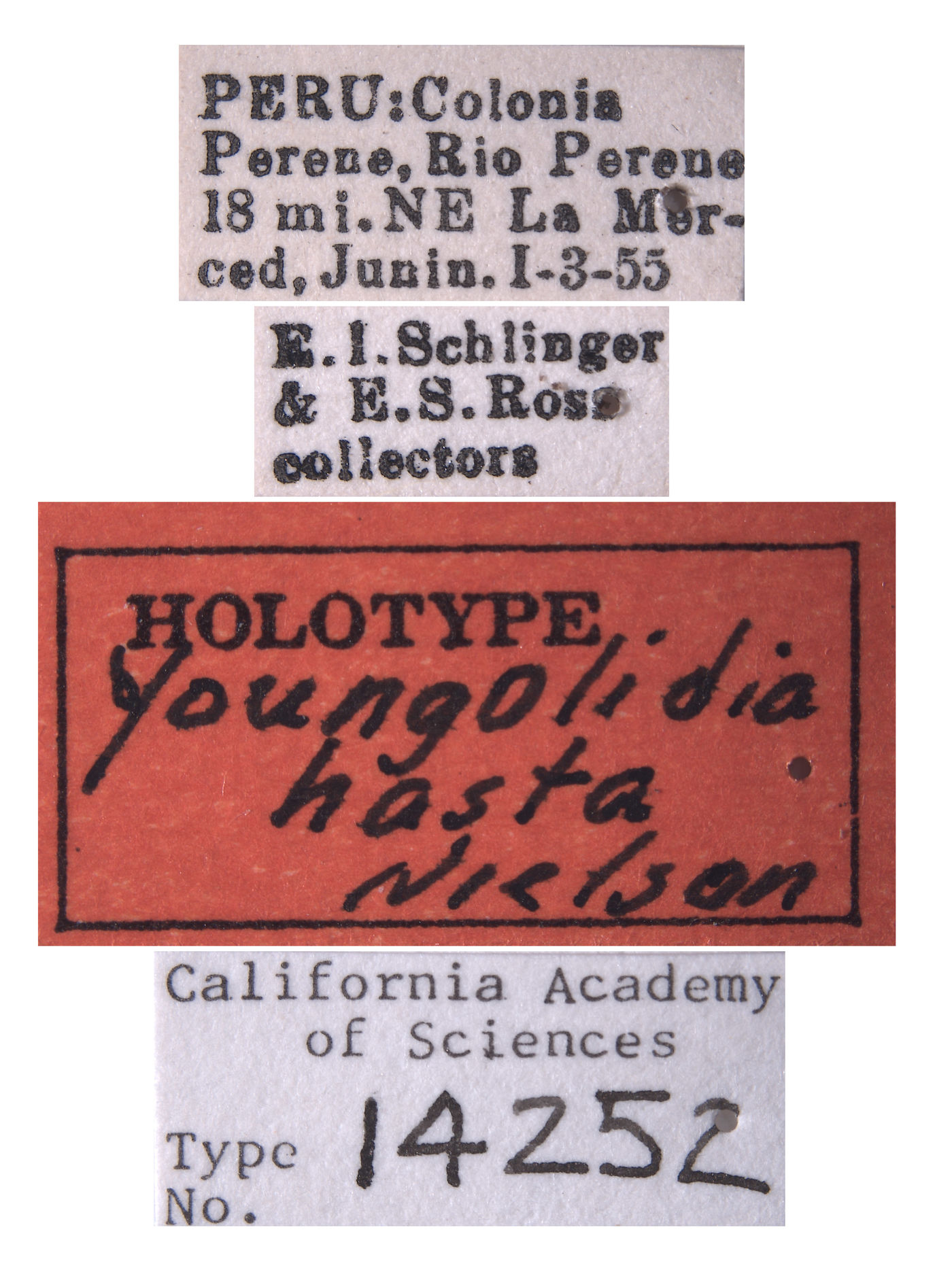 Youngolidia hasta image