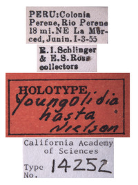 Youngolidia hasta image