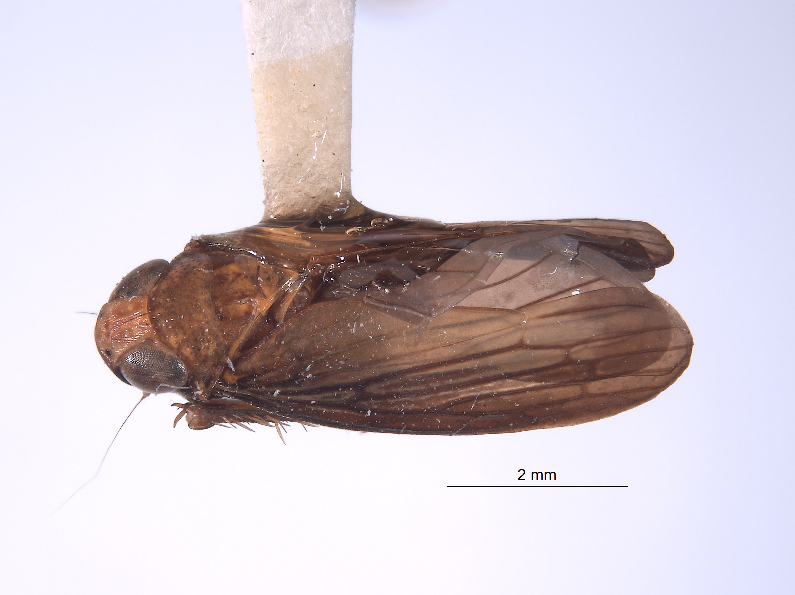 Youngolidia lateralis image