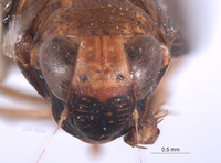 Youngolidia lateralis image