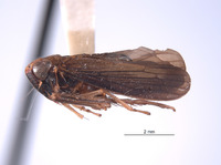 Youngolidia lateralis image