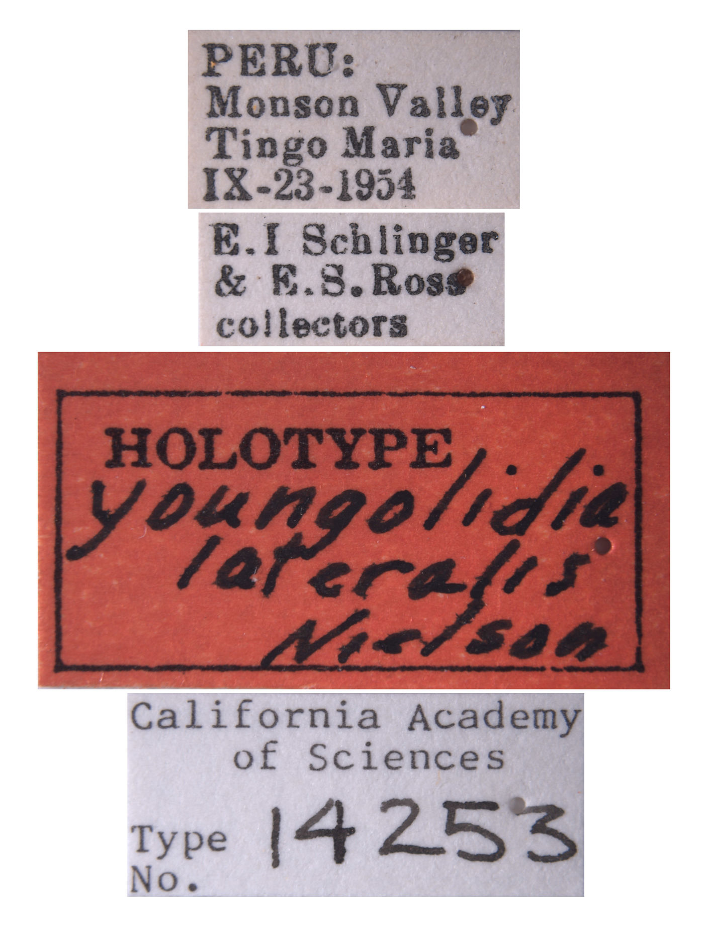 Youngolidia lateralis image