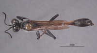 Ammophila silvestris image