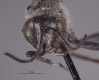 Ammophila silvestris image