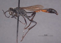 Ammophila silvestris image