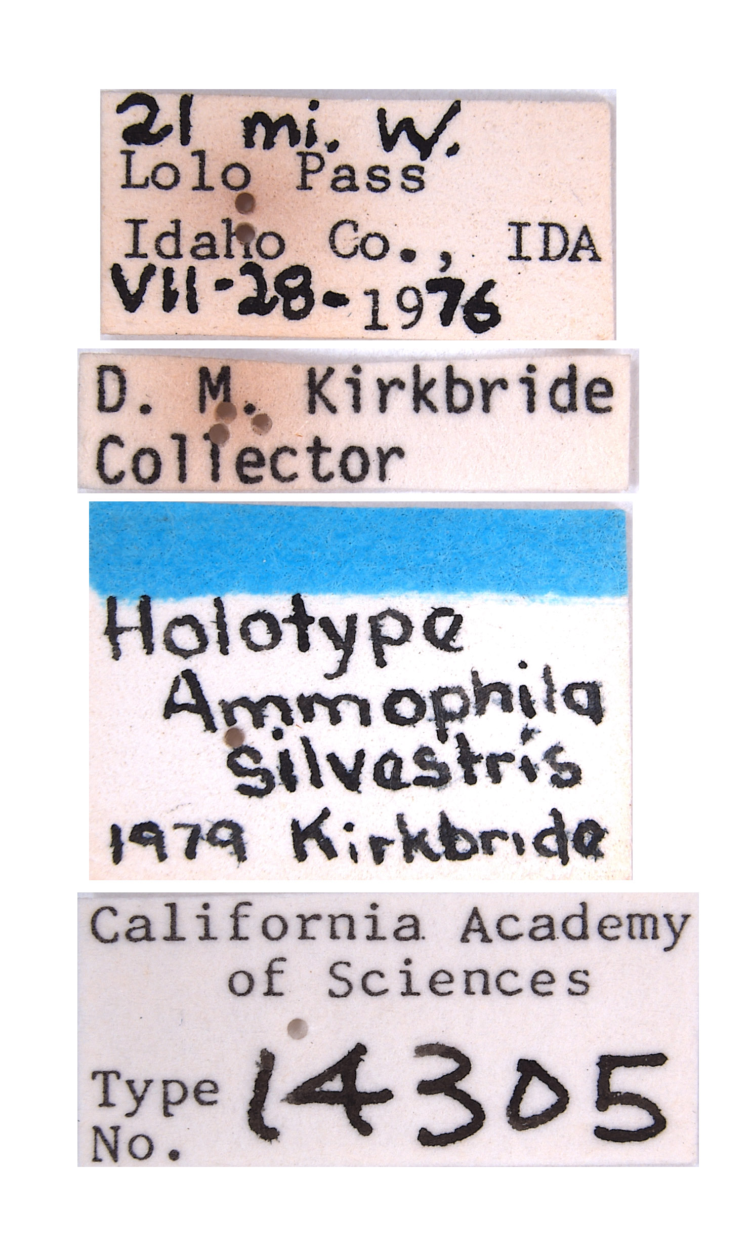 Ammophila silvestris image