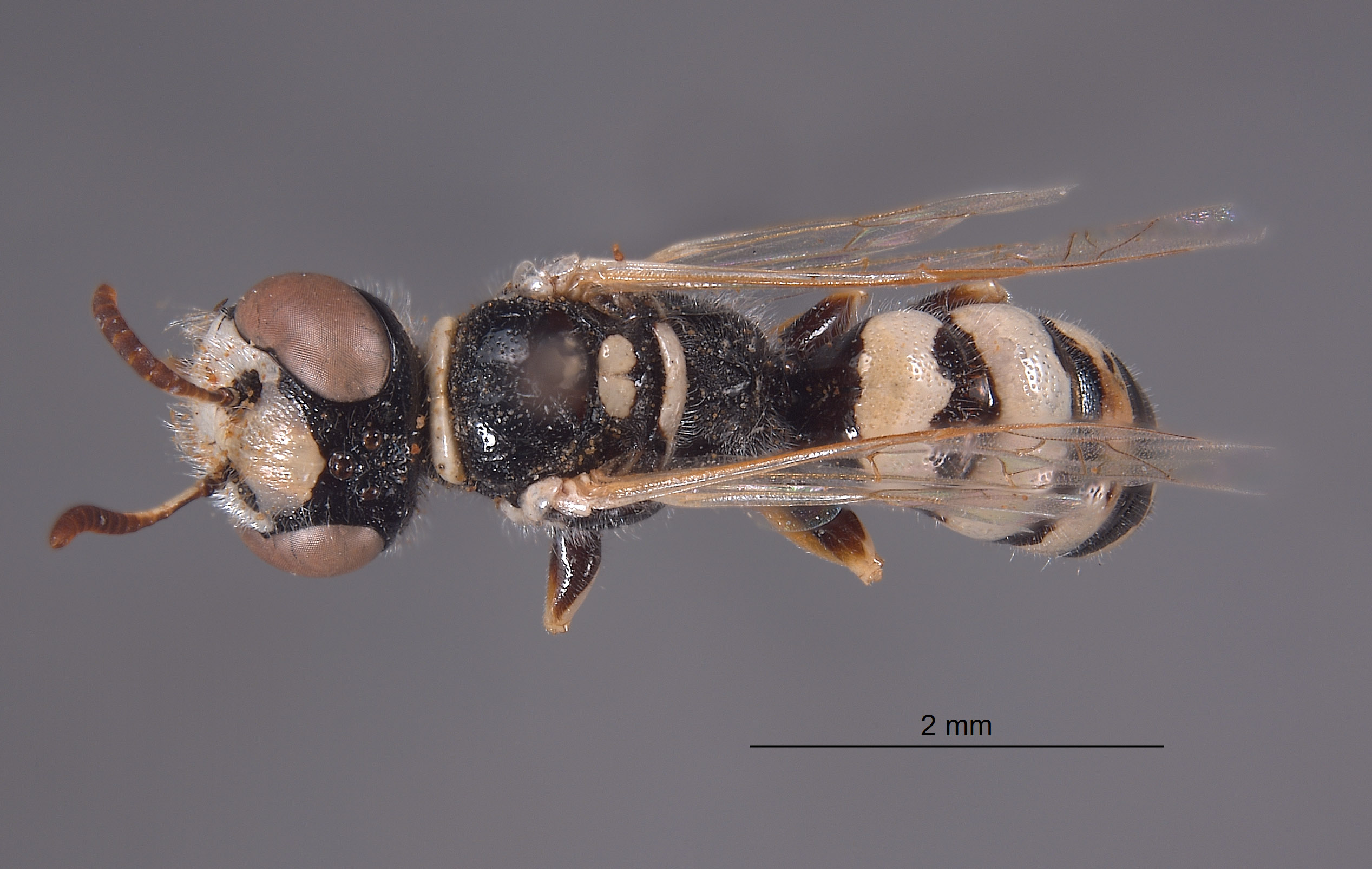 Philanthus boharti image