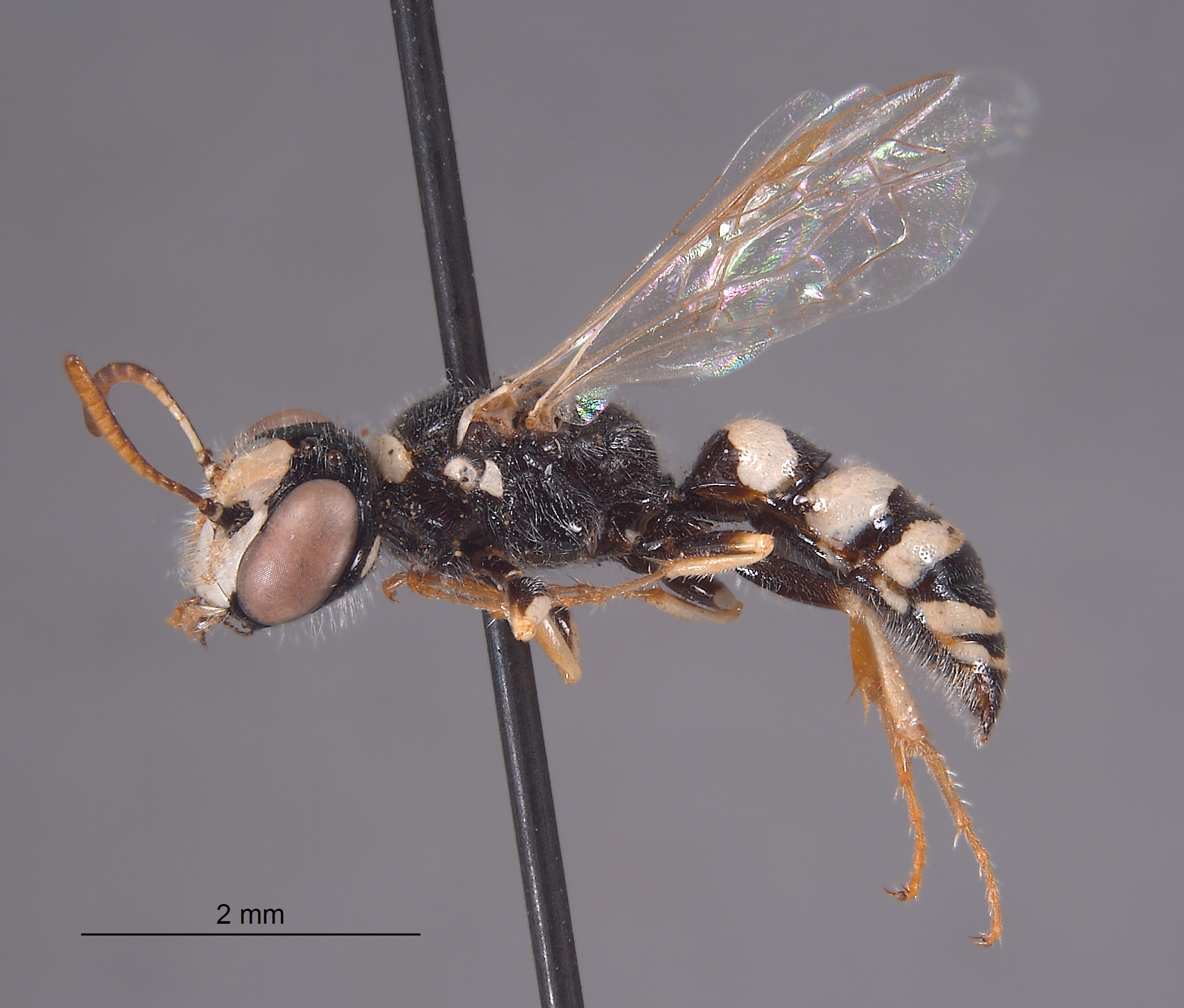 Philanthus boharti image