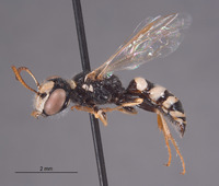 Philanthus boharti image
