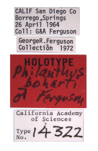 Philanthus boharti image