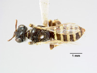 Perdita hirticeps image