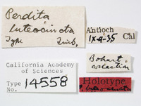 Perdita hirticeps image