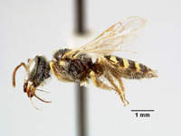 Perdita hirticeps image