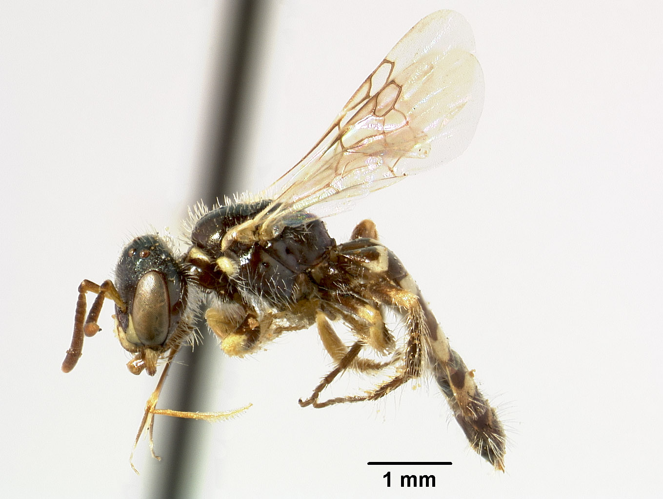 Perdita scitula image