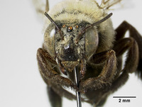 Centris californica image