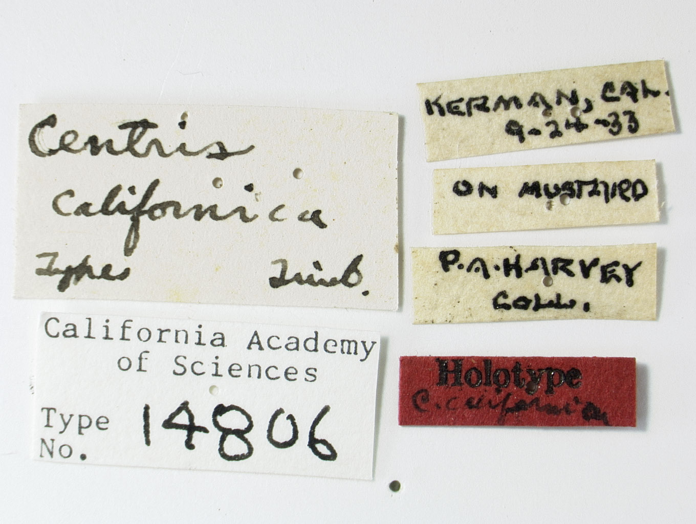 Centris californica image