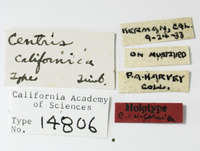 Centris californica image