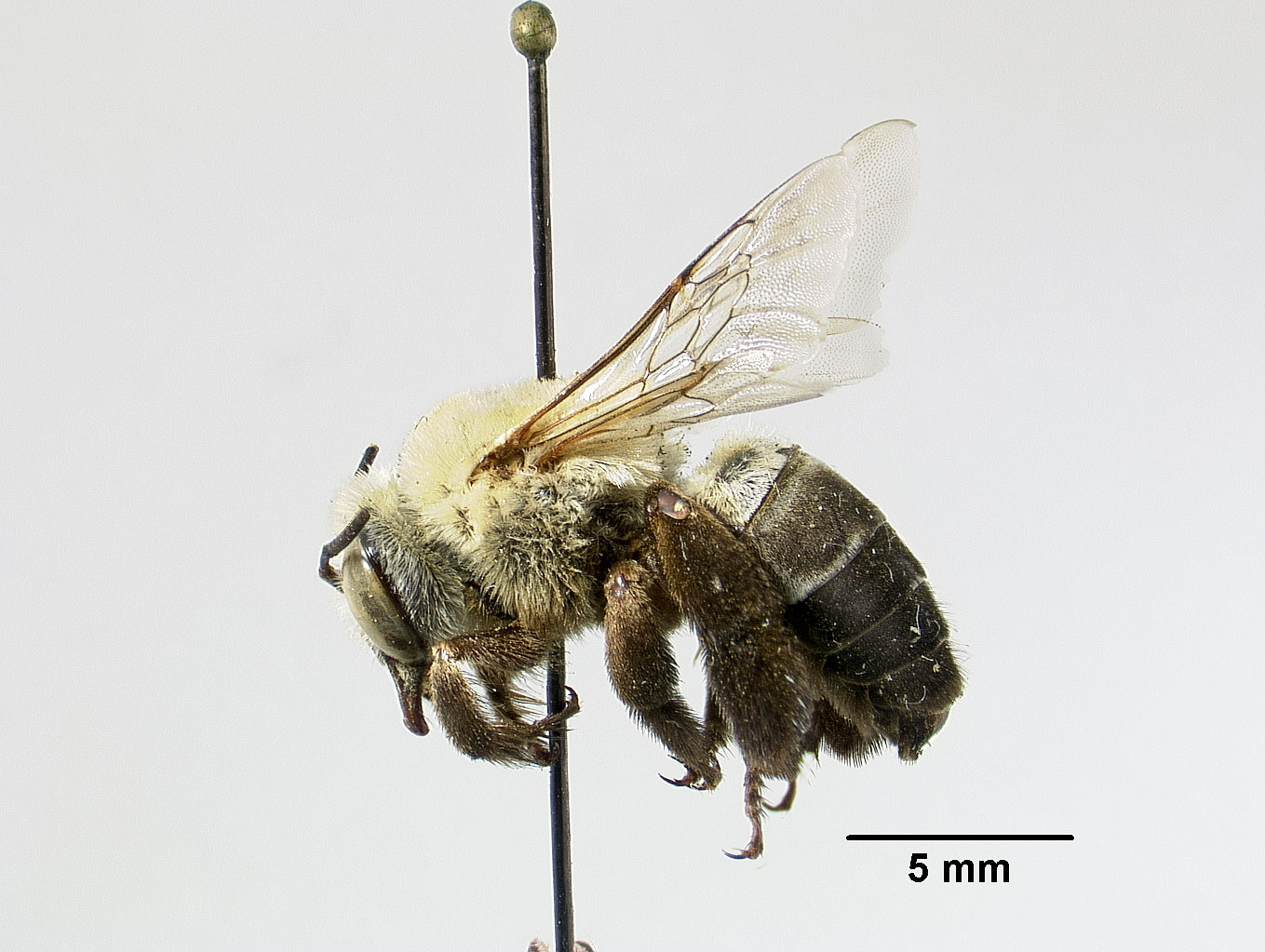 Centris californica image