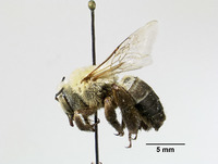 Centris californica image