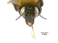 Centris rhodomelas image