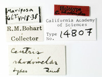 Centris rhodomelas image