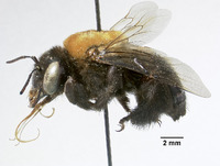 Centris rhodomelas image