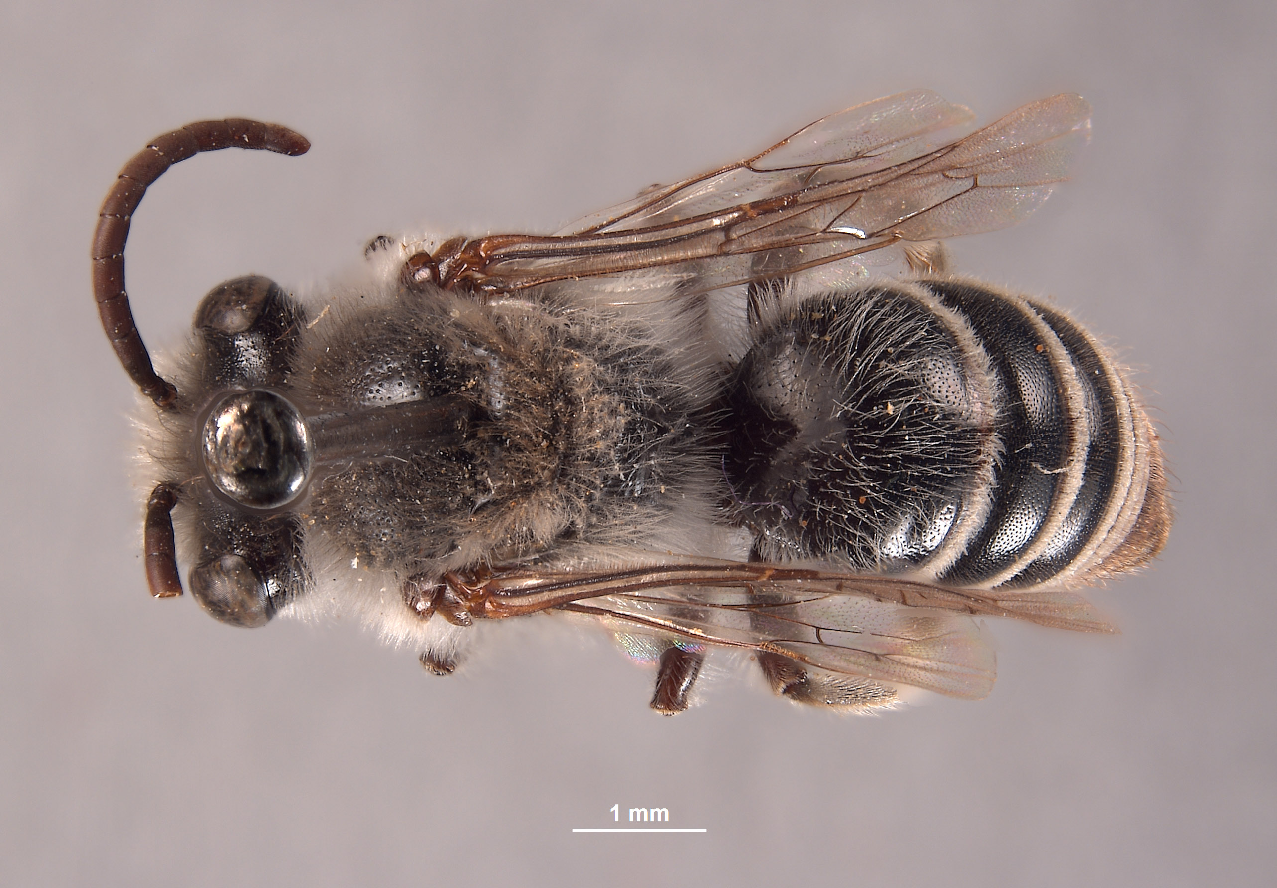 Colletes cercidii image