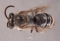 Colletes cercidii image