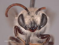 Image of Colletes cercidii