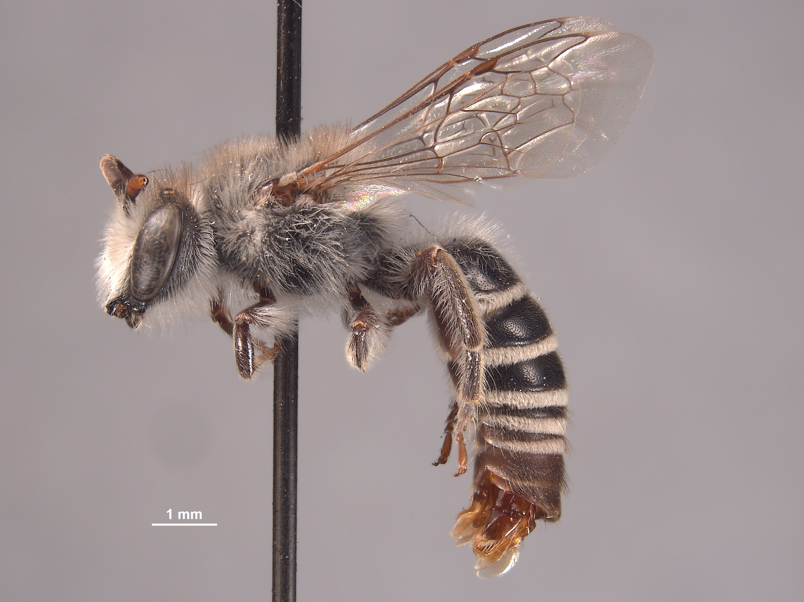 Colletes cercidii image