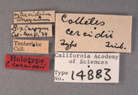 Colletes cercidii image