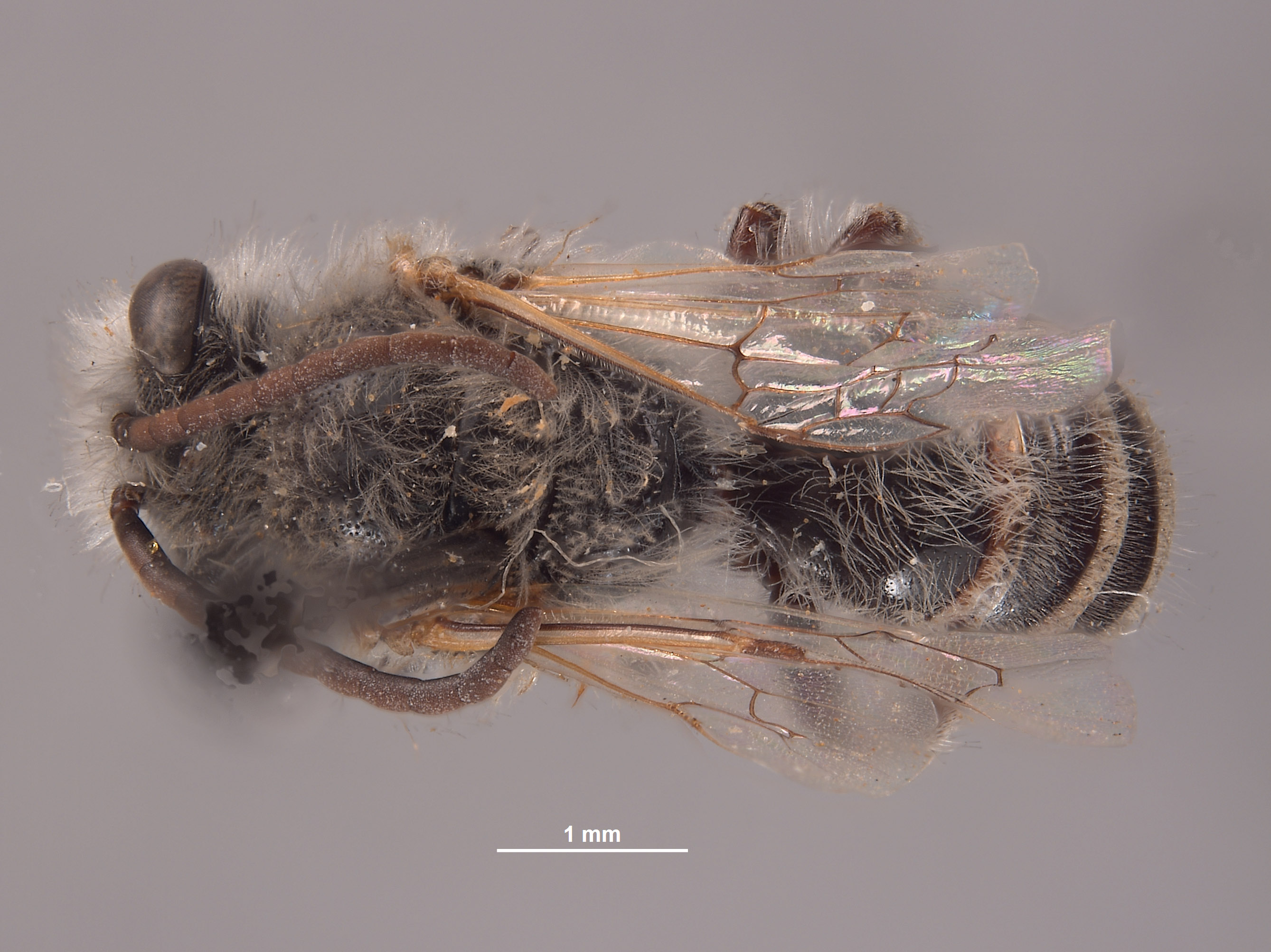 Colletes covilleae image