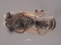 Image of Colletes covilleae