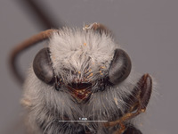 Colletes covilleae image