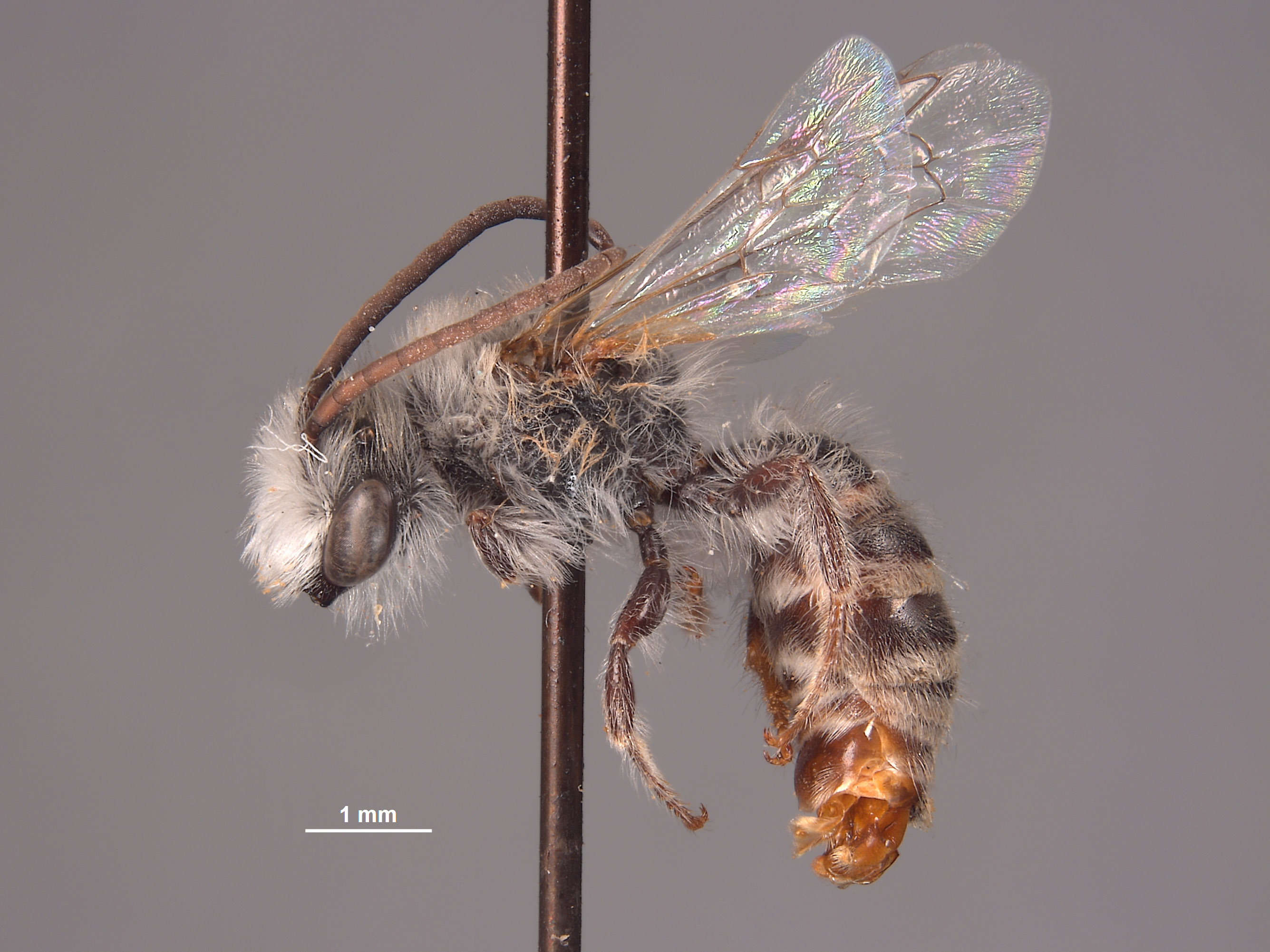 Colletes covilleae image