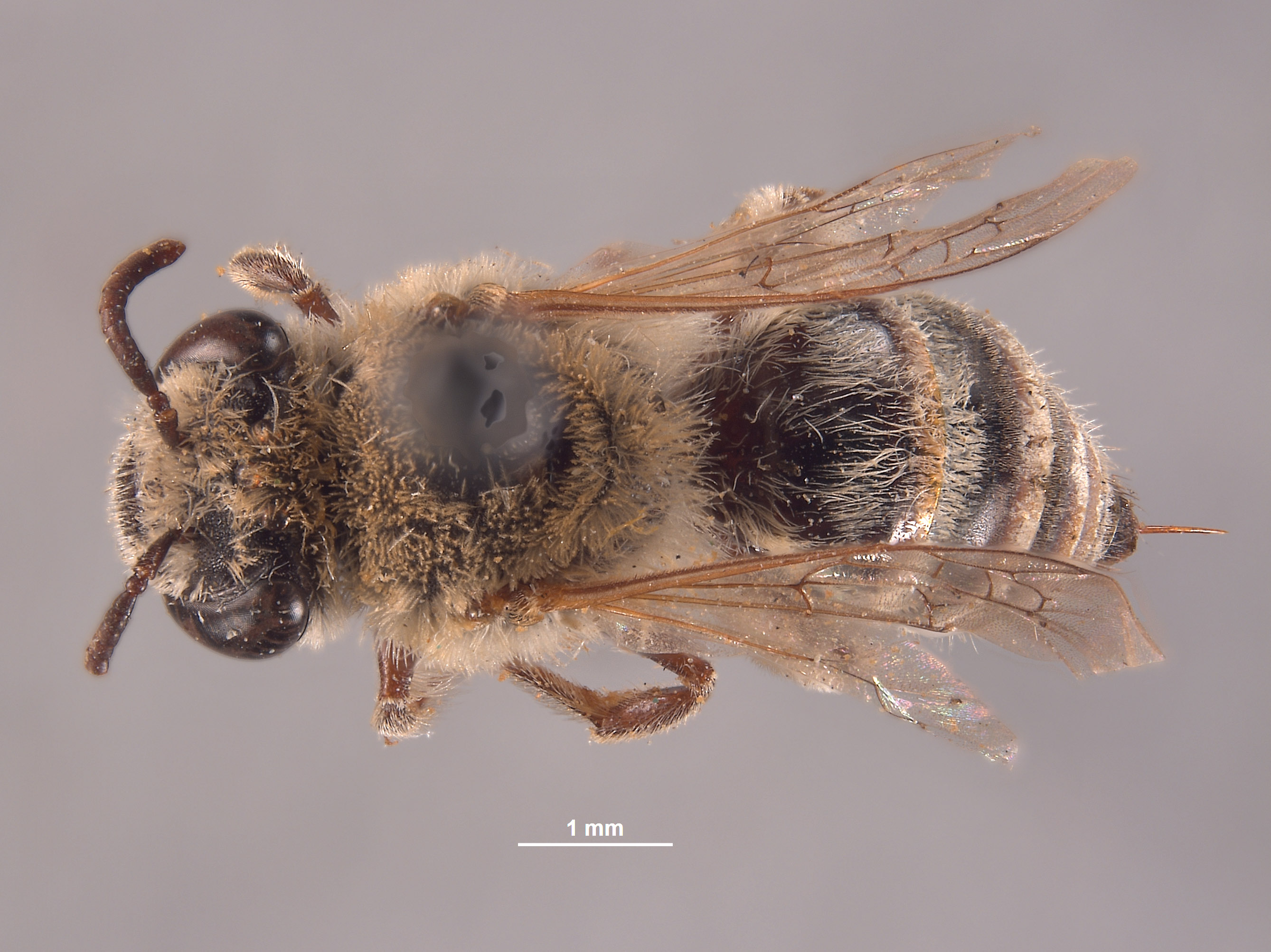 Colletes disseptus image
