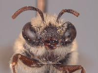 Colletes disseptus image