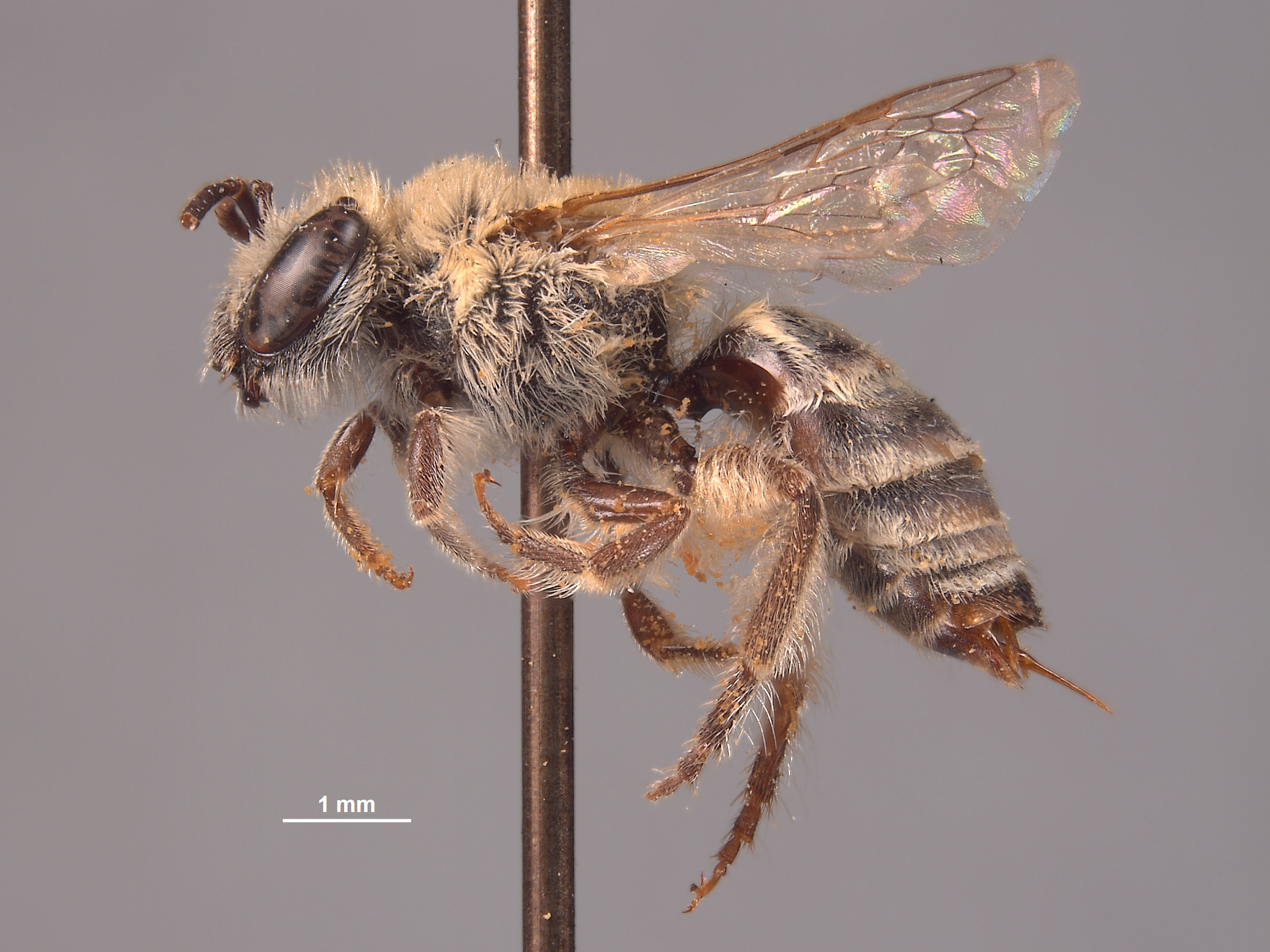 Colletes disseptus image