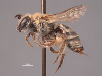Colletes disseptus image