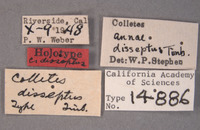 Colletes disseptus image