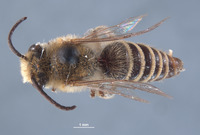 Colletes eriogoni image