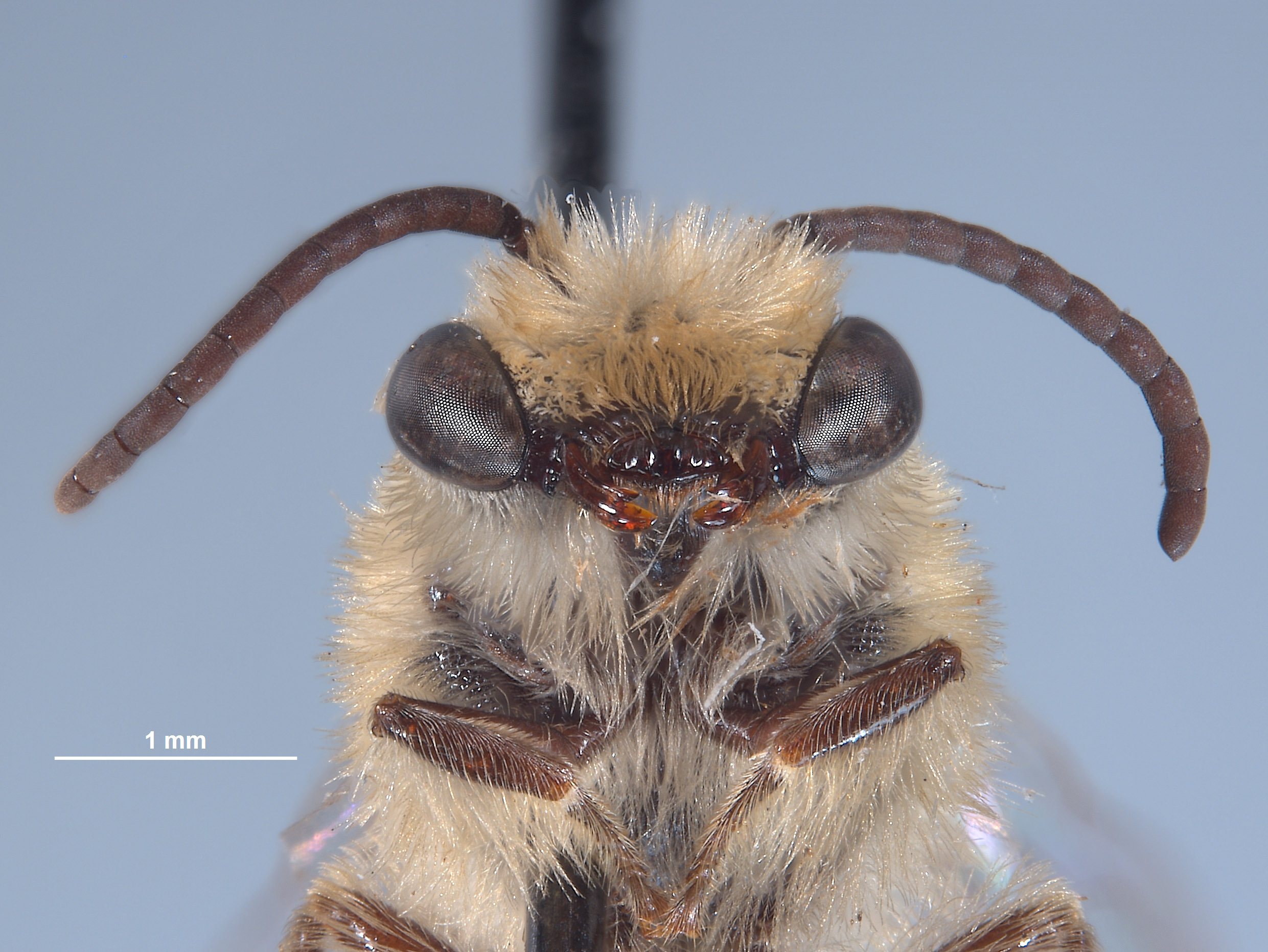 Colletes eriogoni image