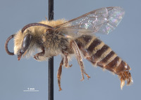 Image of Colletes eriogoni