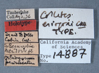 Colletes eriogoni image