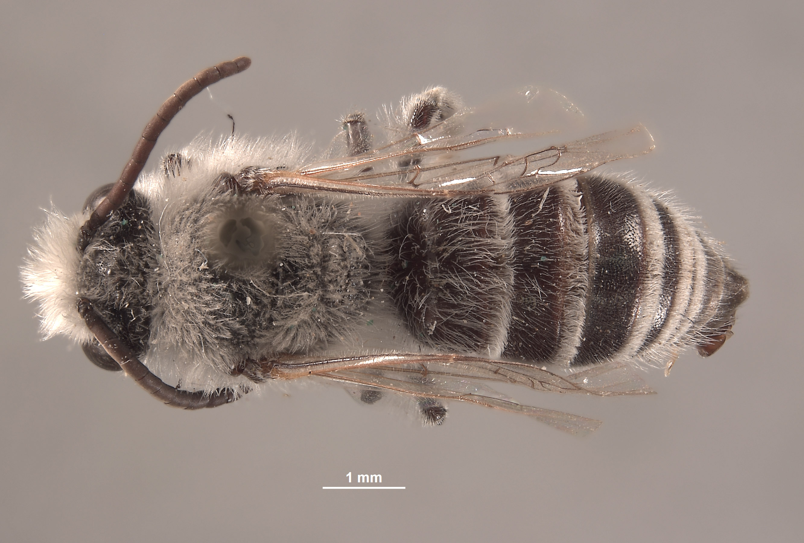 Colletes larreae image